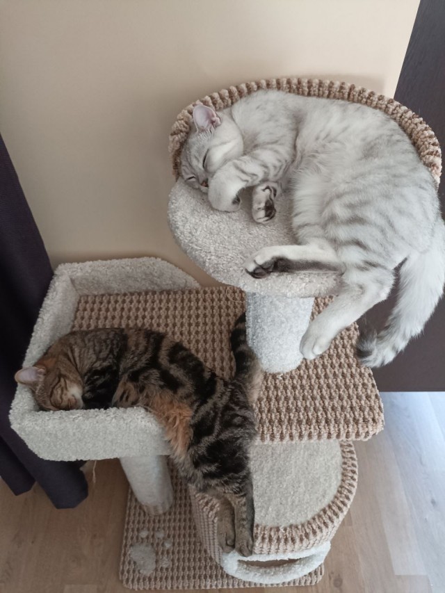Котовторник
