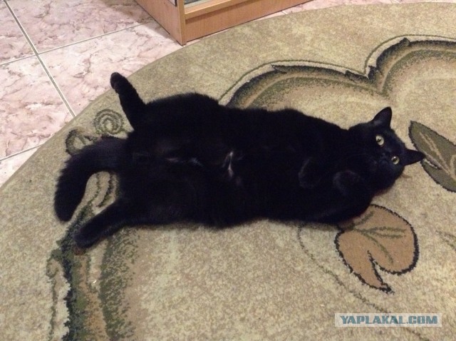 Котовторник 09.04.2013