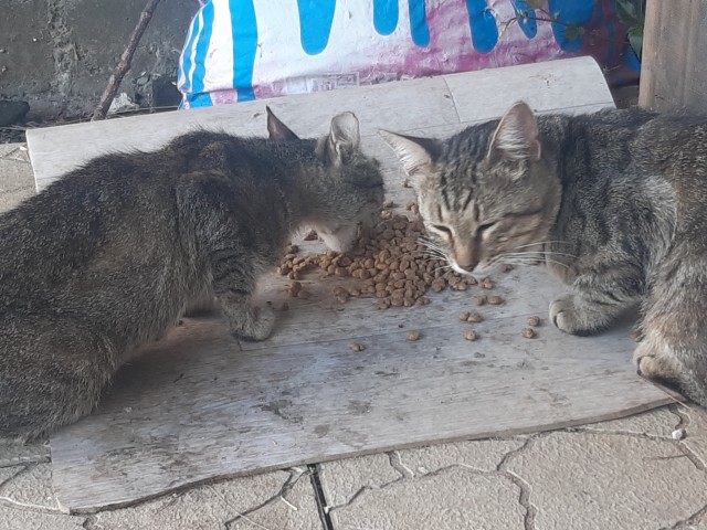 Кошаки на даче