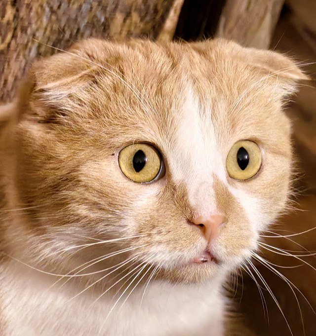 Котовторник Рыжих