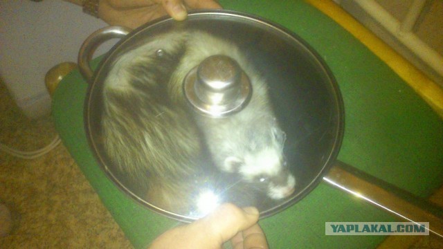 Почистил телефон