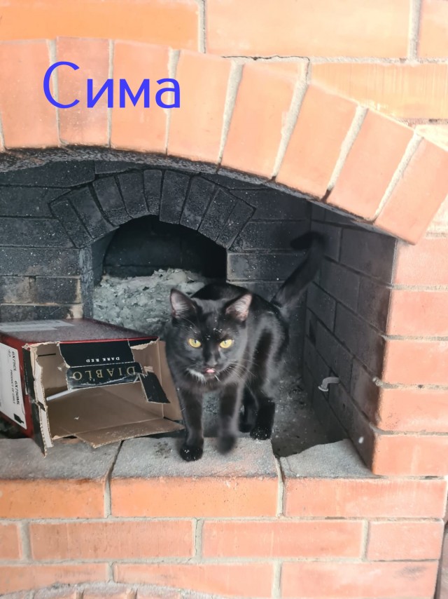 Жизнь домашнего приюта "Котоленд" 423