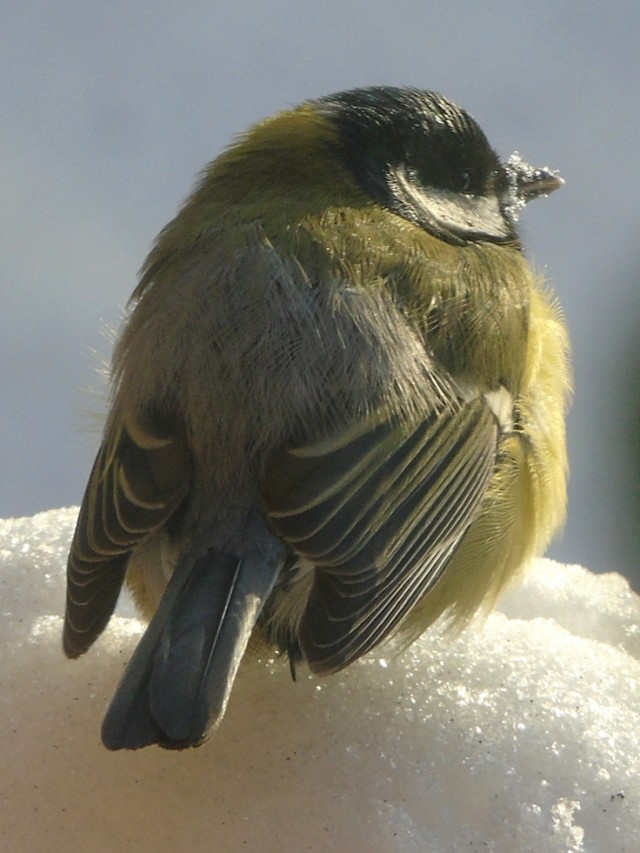 Свиристели, свиристели... пообедать прилетели!