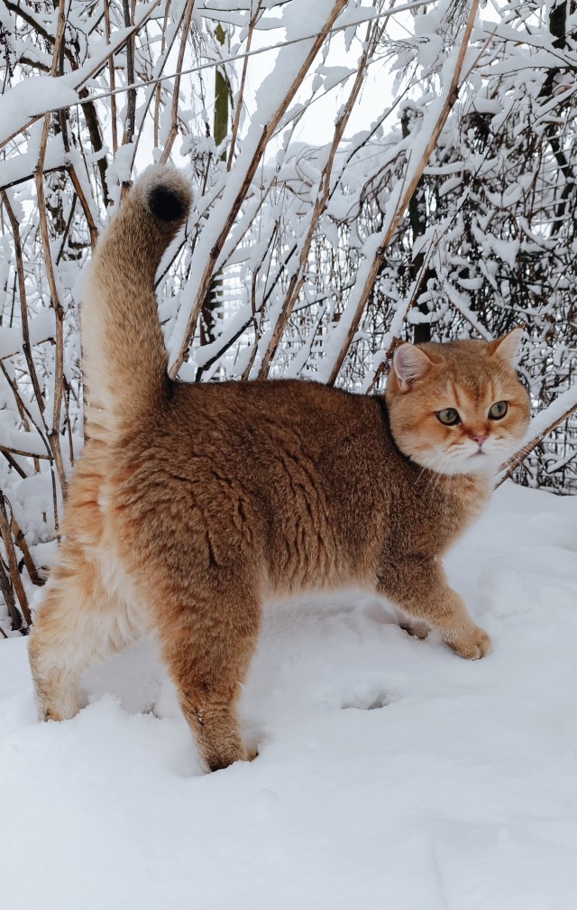 Все собаки дураки!