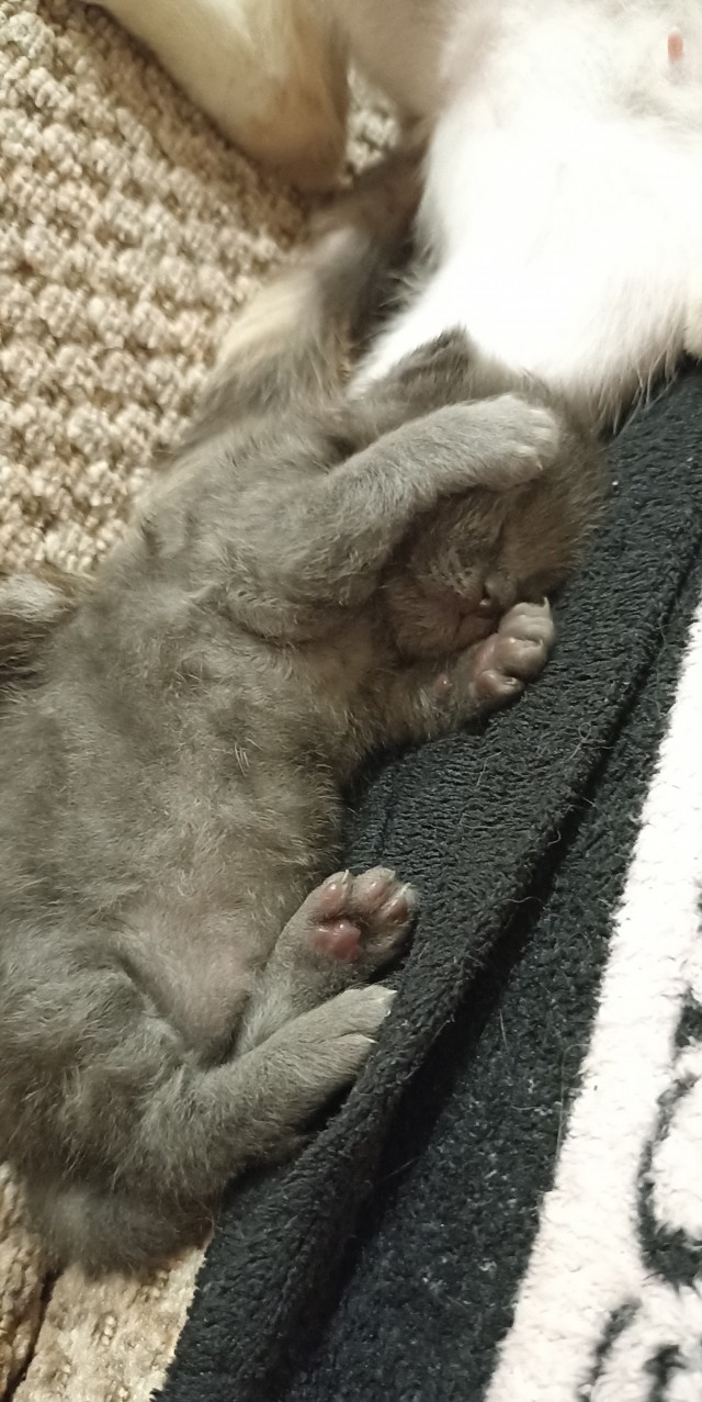 Всех с котовторником