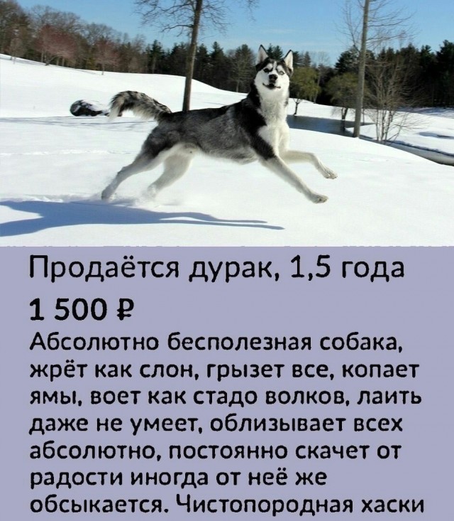 Есть два типа собак
