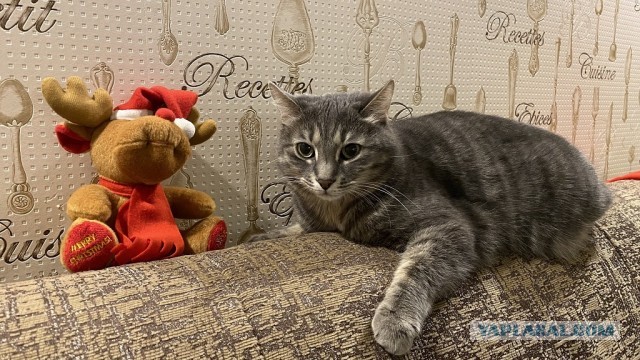 Котовторник 31.12.2024. Последний котовторник года