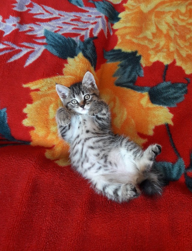 Совпало с котовторником.