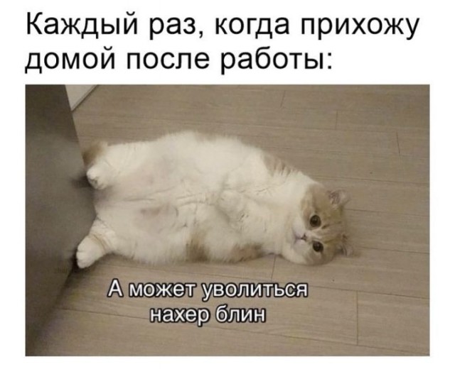 Девушка попросила в Хвиттере остальных скинуть любимые мемы с котами