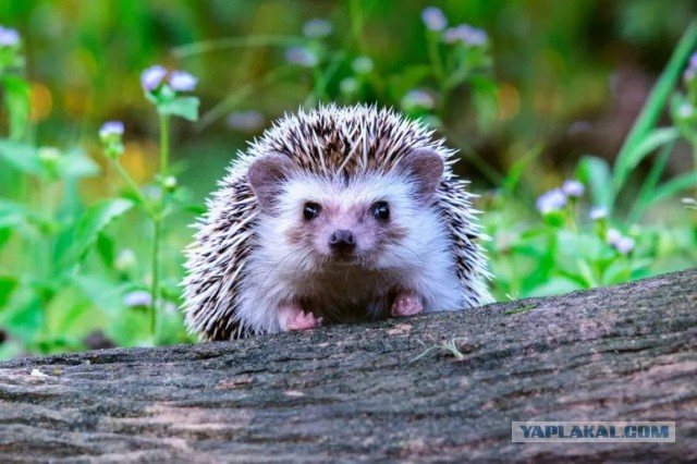 Жительница Подмосковья потрогала ёжика и попала в больницу