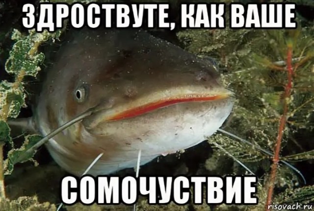 Кушоц