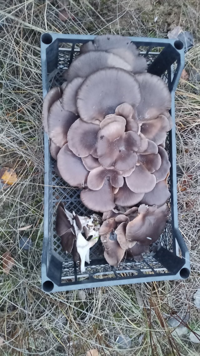 Грибы. Нижегнутов - Лозной - Морской -Комаров