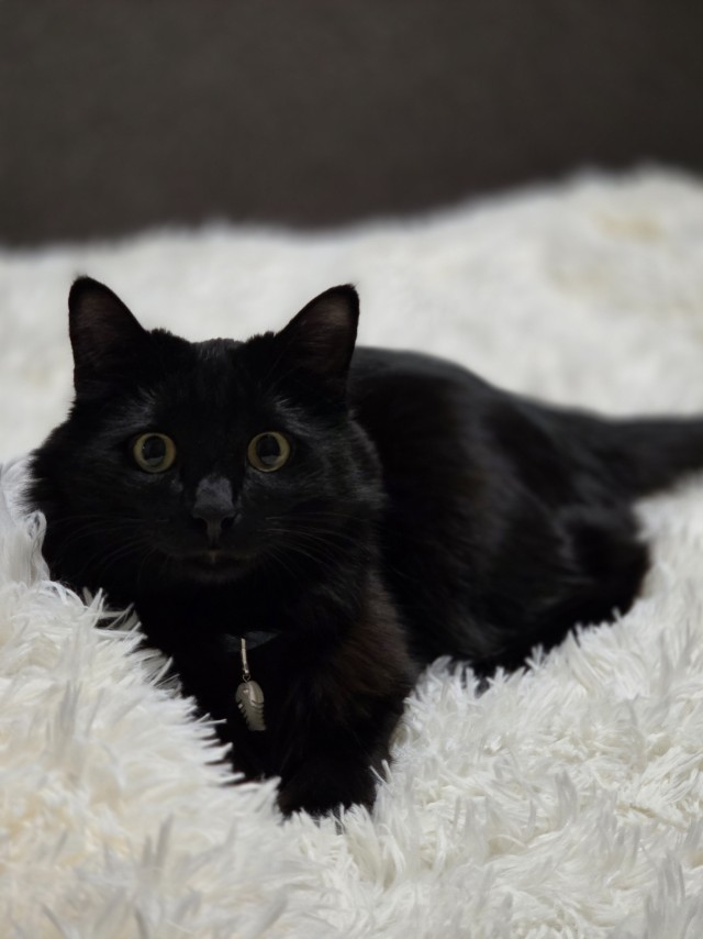 Чёрный котовторник