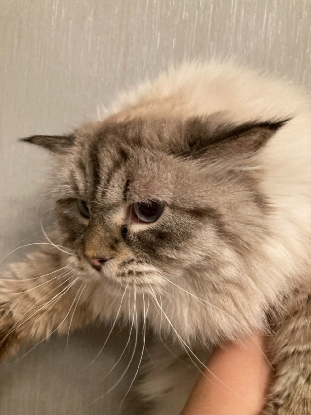 Тестирование котов