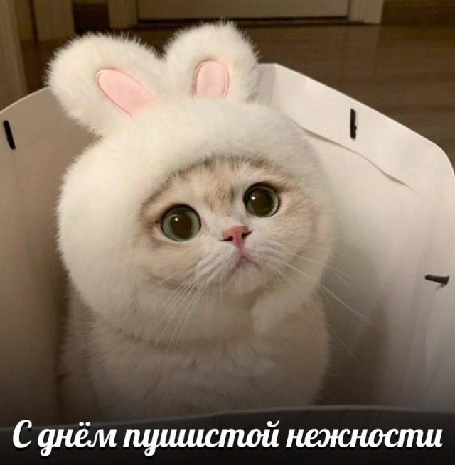 Сегодня отмечается День пушистой нежности.