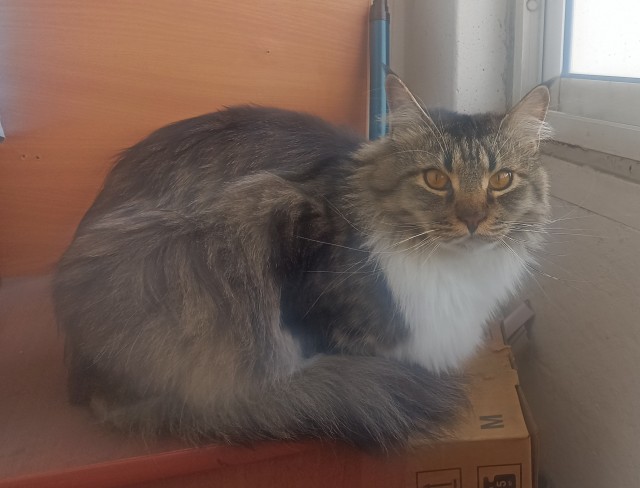 Котовторник же!