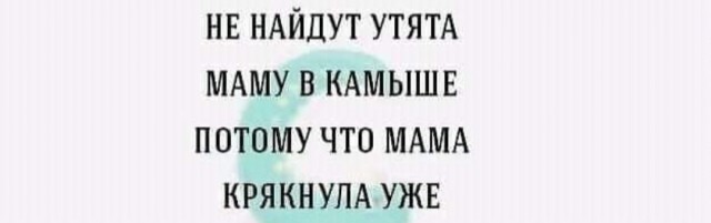 Неизвестный застрелил двух собак-спасателей поискового отряда "ЛизаАлерт" в Псковской области