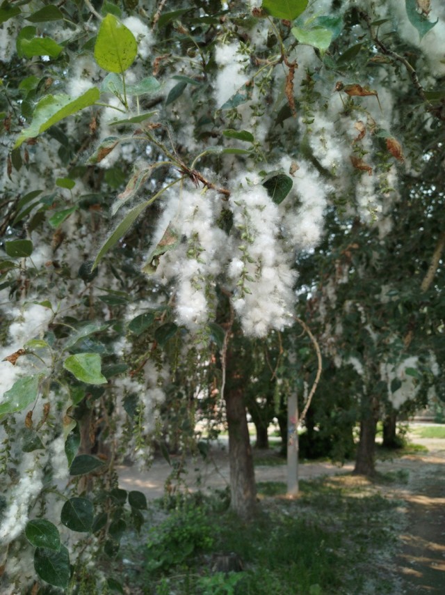 Вот какая красота выросла