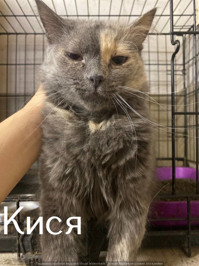 Жизнь домашнего приюта "Котоленд" 560