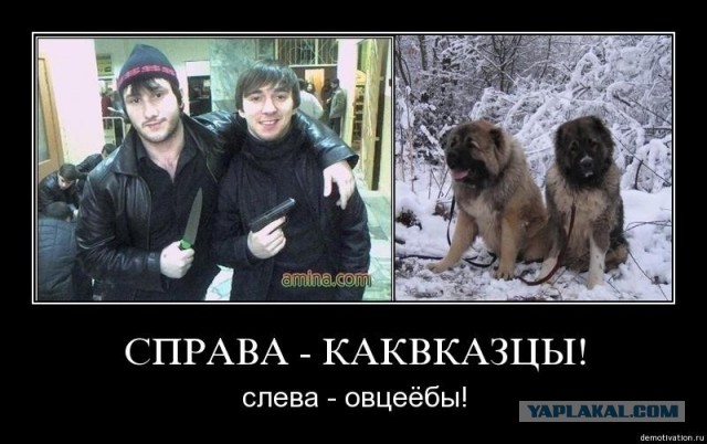 Шерстяной движ