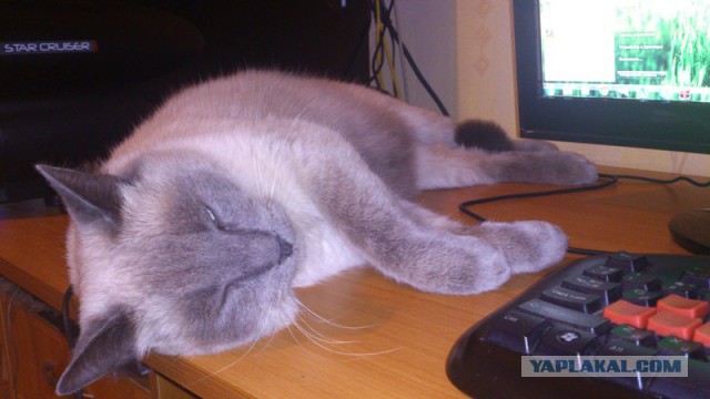 Котовторник 04.03.2014
