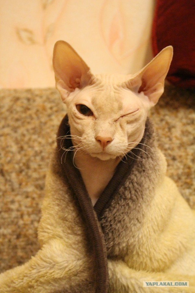 Котовторник 6.05.2014