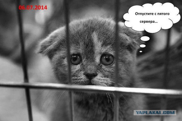 Wargaming 12, WoT сотоварищи