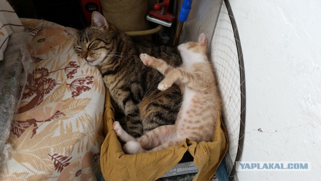 Котовторник 19.08.2014