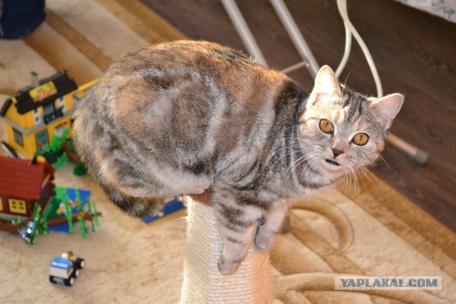 Котовторник 25.11.2014