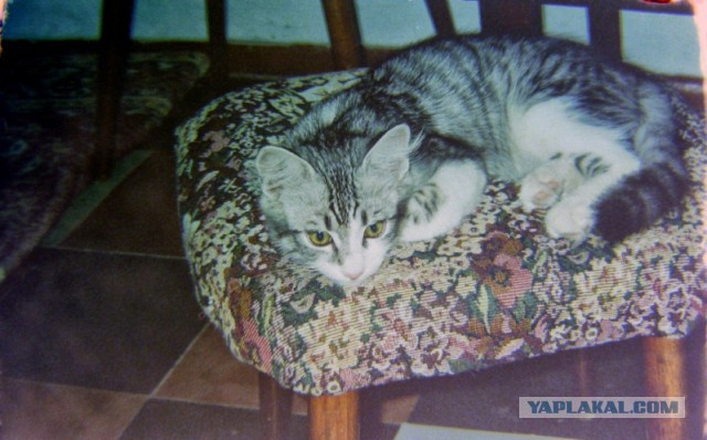Котовторник 07 04 2015