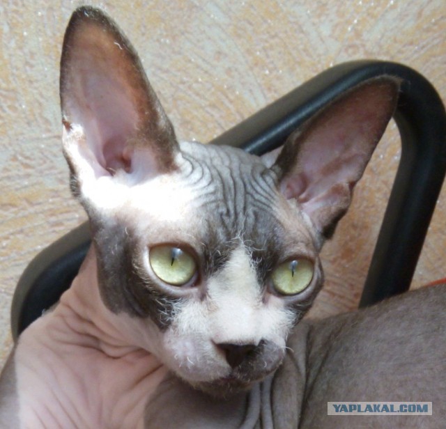Котовторник 28.04.2015