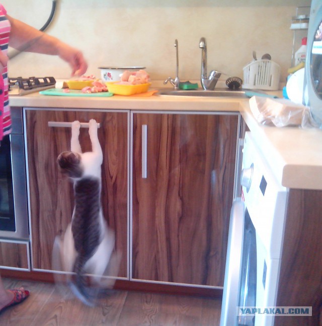 Котовторник  21.07.2015