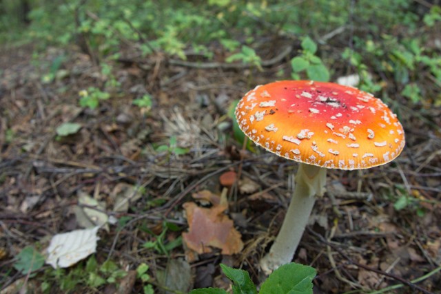 Золотая осень