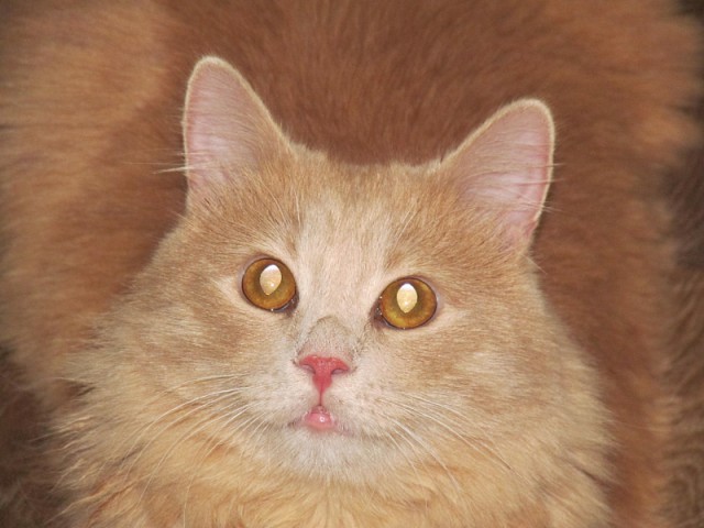 Котовторник