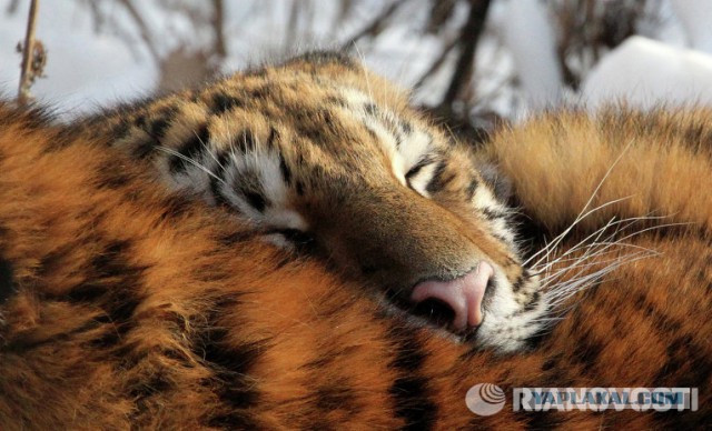 Амба, тигр уссурийский