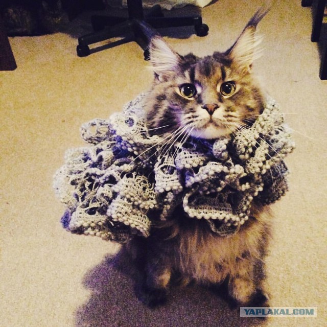 Котовторник  27.10.2015