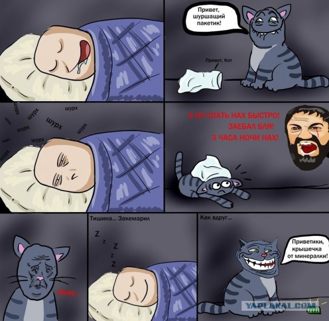 10 кошачьих поз для сна