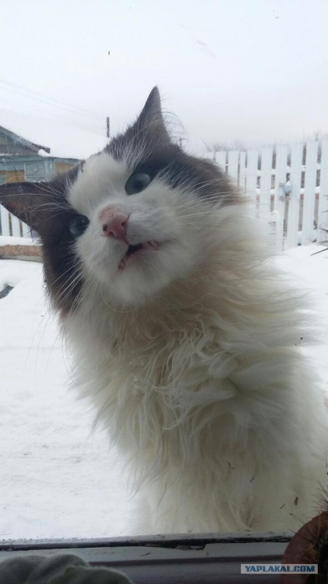 Котовторник 22.12.2015