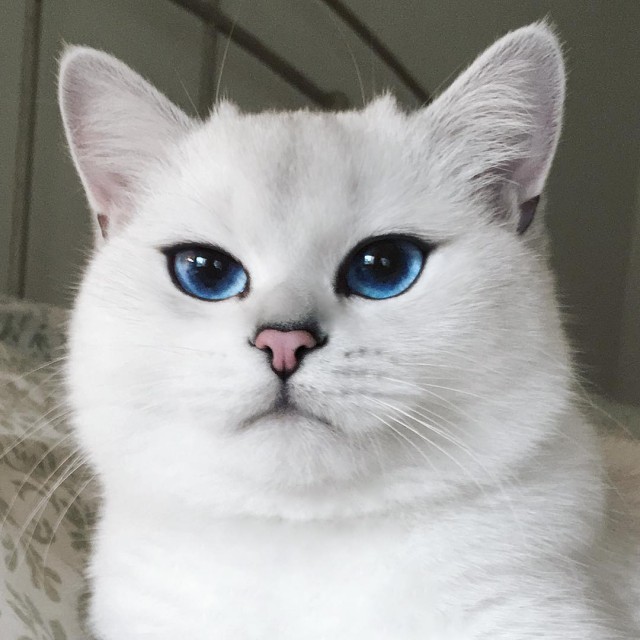 12 самых популярных котов интернета
