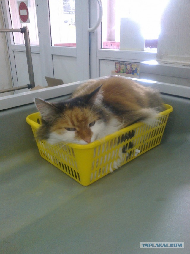 Котовторник 19.04.2016
