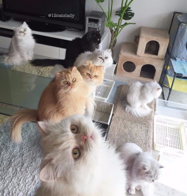 Коты из сети