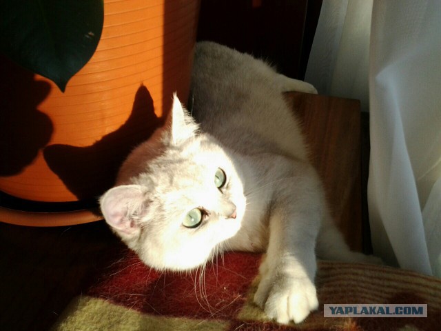Котовторник  14.02.2017