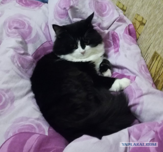 Котовторник 07.03.2017