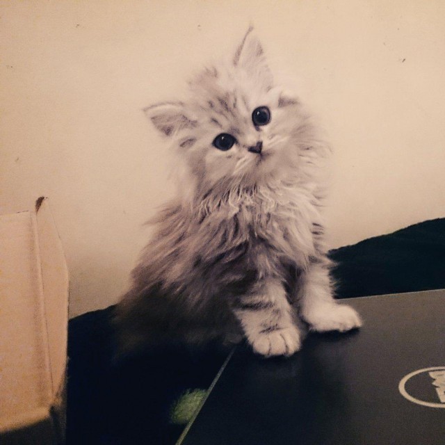 Коты и Кошки