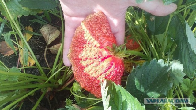 Люди, которые выиграли в «пищевую лотерею»