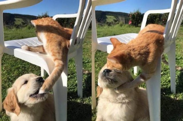 Коты и Кошки