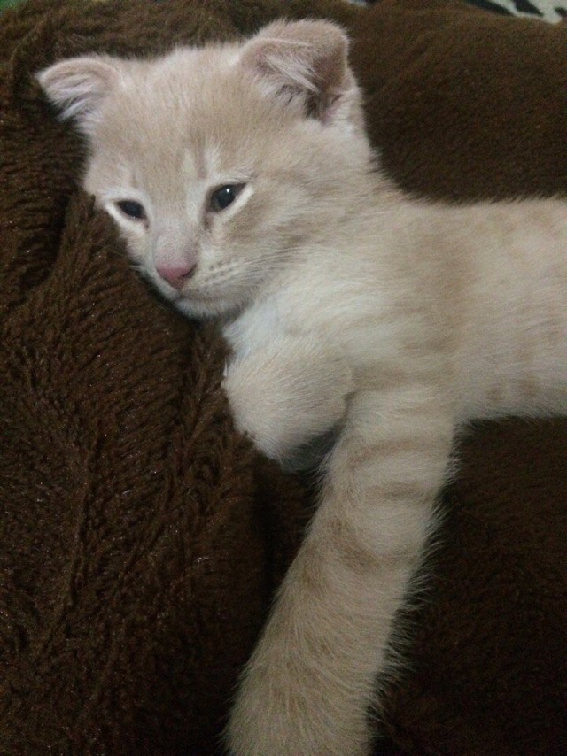 Коты. Отнюдь не ми-ми-ми.