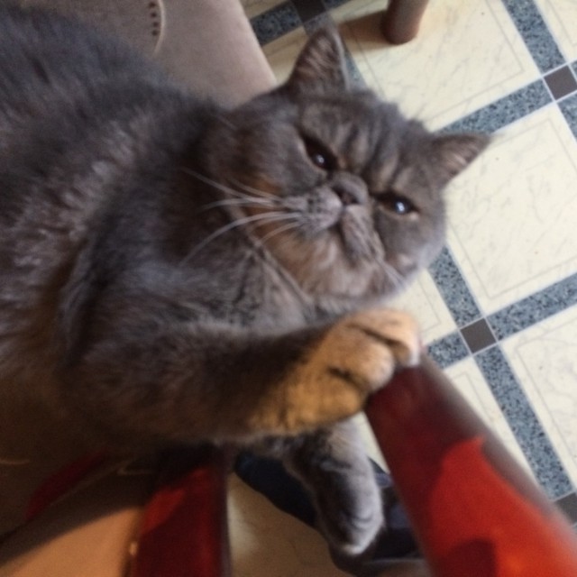Котовторник ждали? А вот и он!