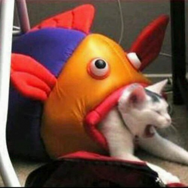 Фотобомбы котов