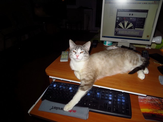 Котовторник